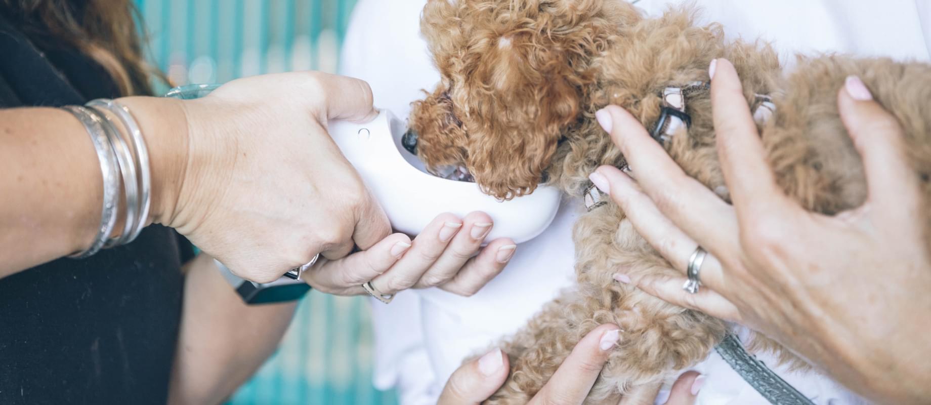 Пёсика кормят молоком