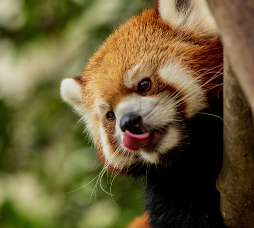 Красная панда