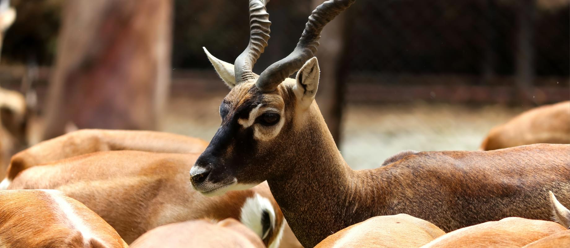 Пёсика кормят молоком