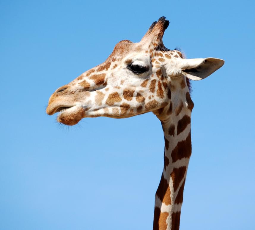 Голова жираф