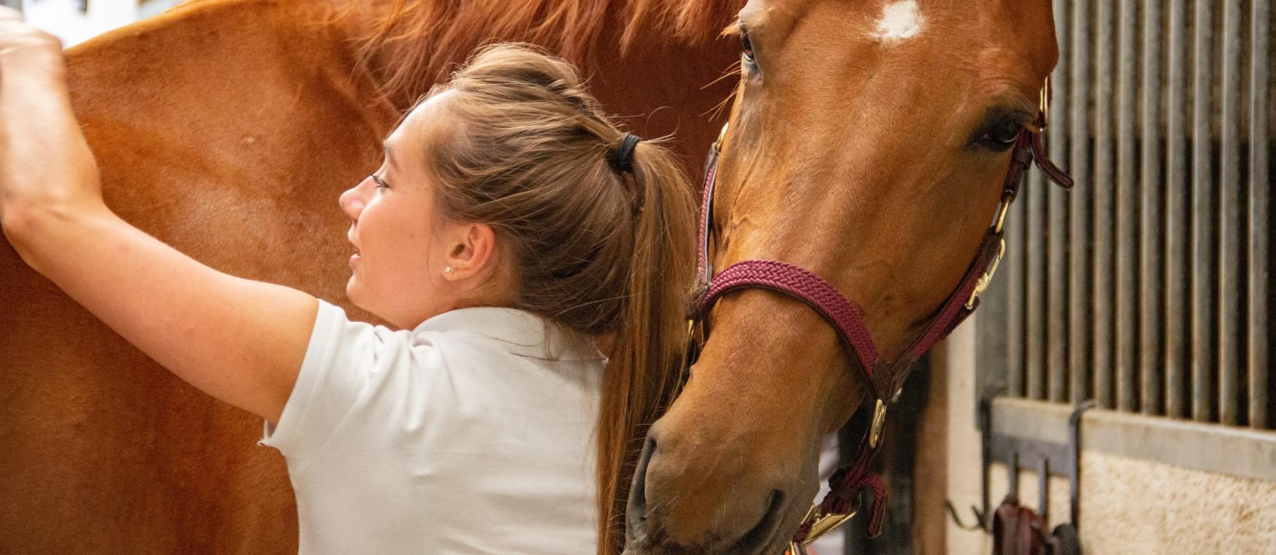 Лошад с девушкой