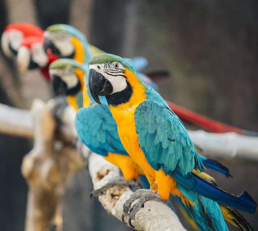 Группа попугаев
